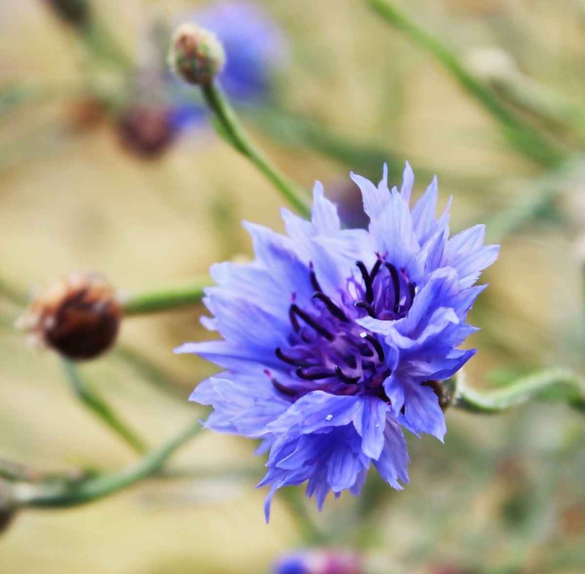 Cornflower health benefits: treats eye irritations, digestion and skin beauty Cornflower health benefits: treats eye irritations, digestion and skin beauty