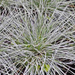 Blue fescue