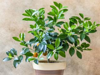 Planting calamondin in a pot