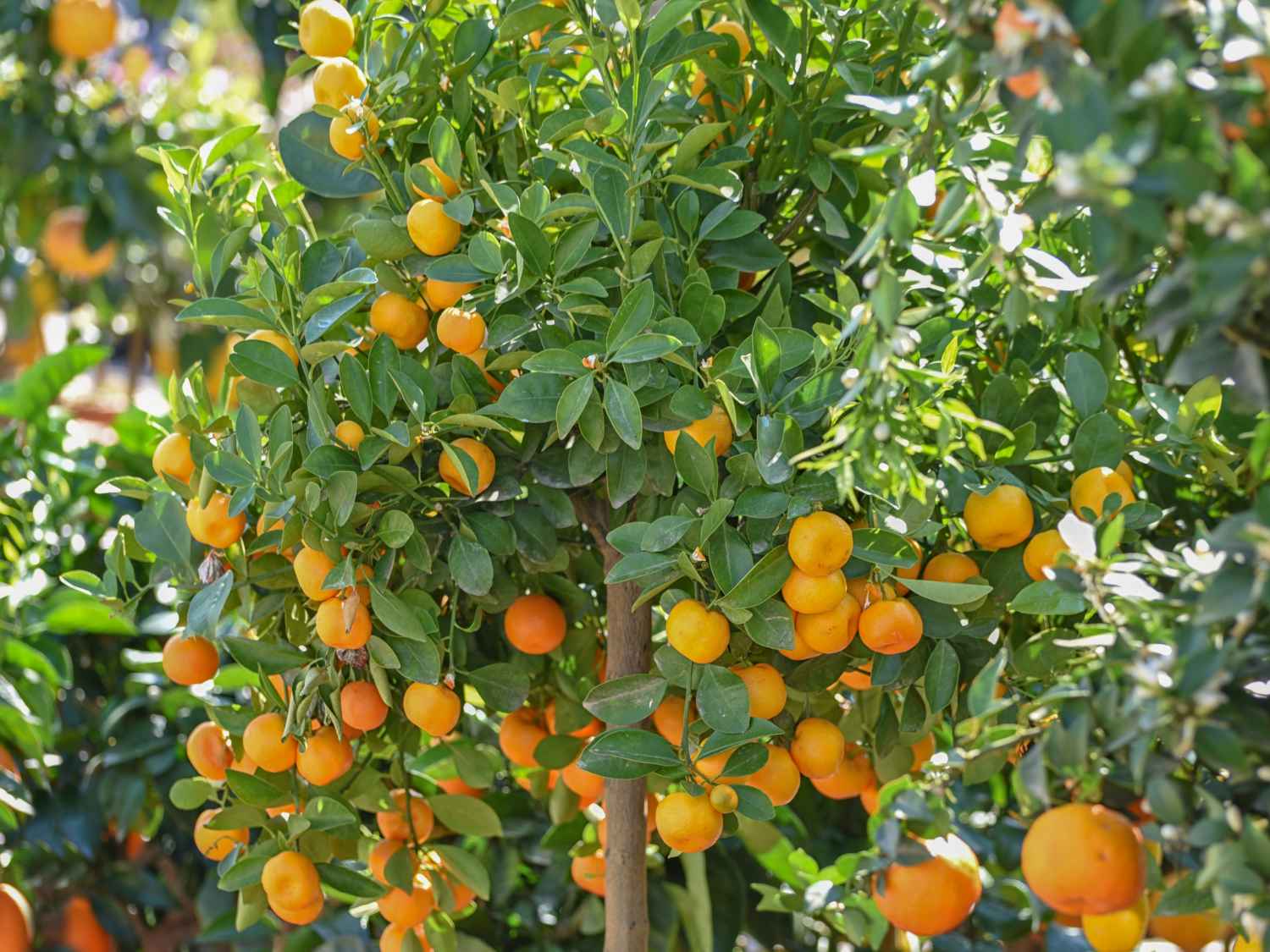 Calamondin