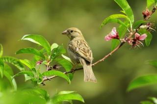 Can bird droppings kill a bush or tree