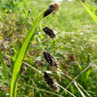 Carex grasses
