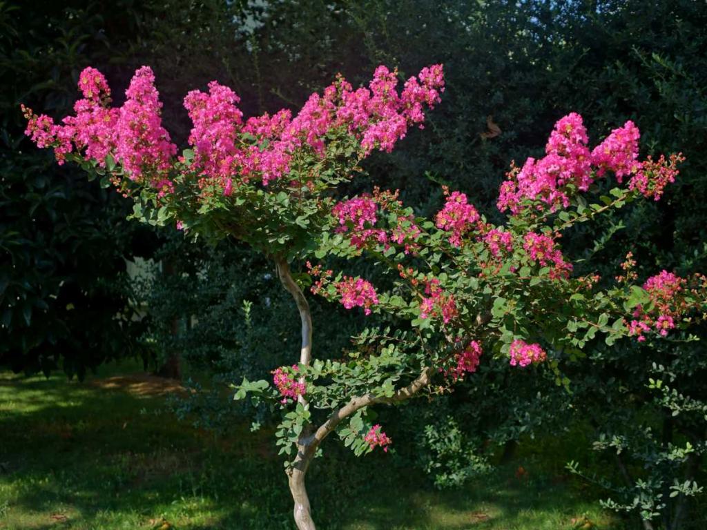 Crepe myrtle