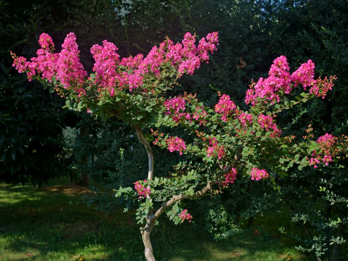 Crepe myrtle