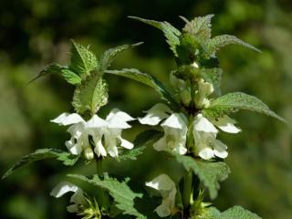 Deadnettle care