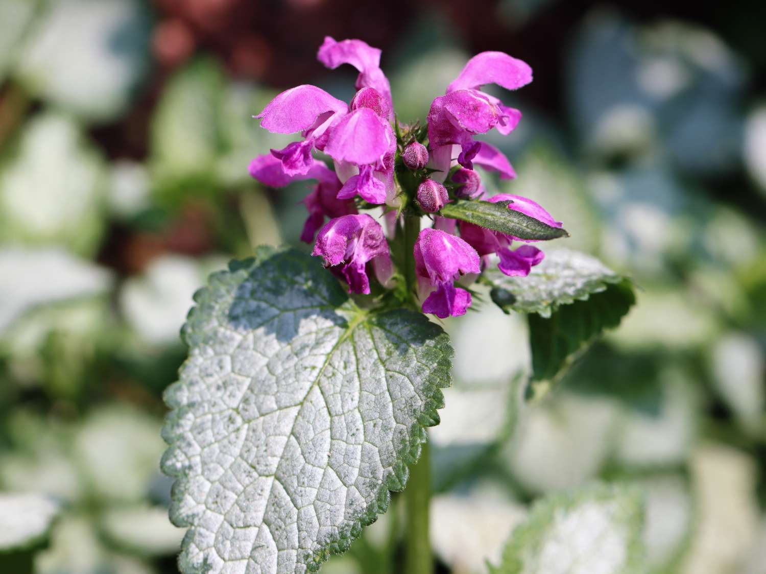 Deadnettle