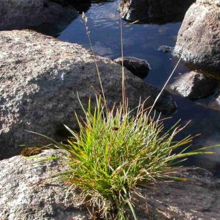 Deschampsia cespitosa