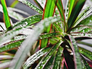 dracaena watering summer