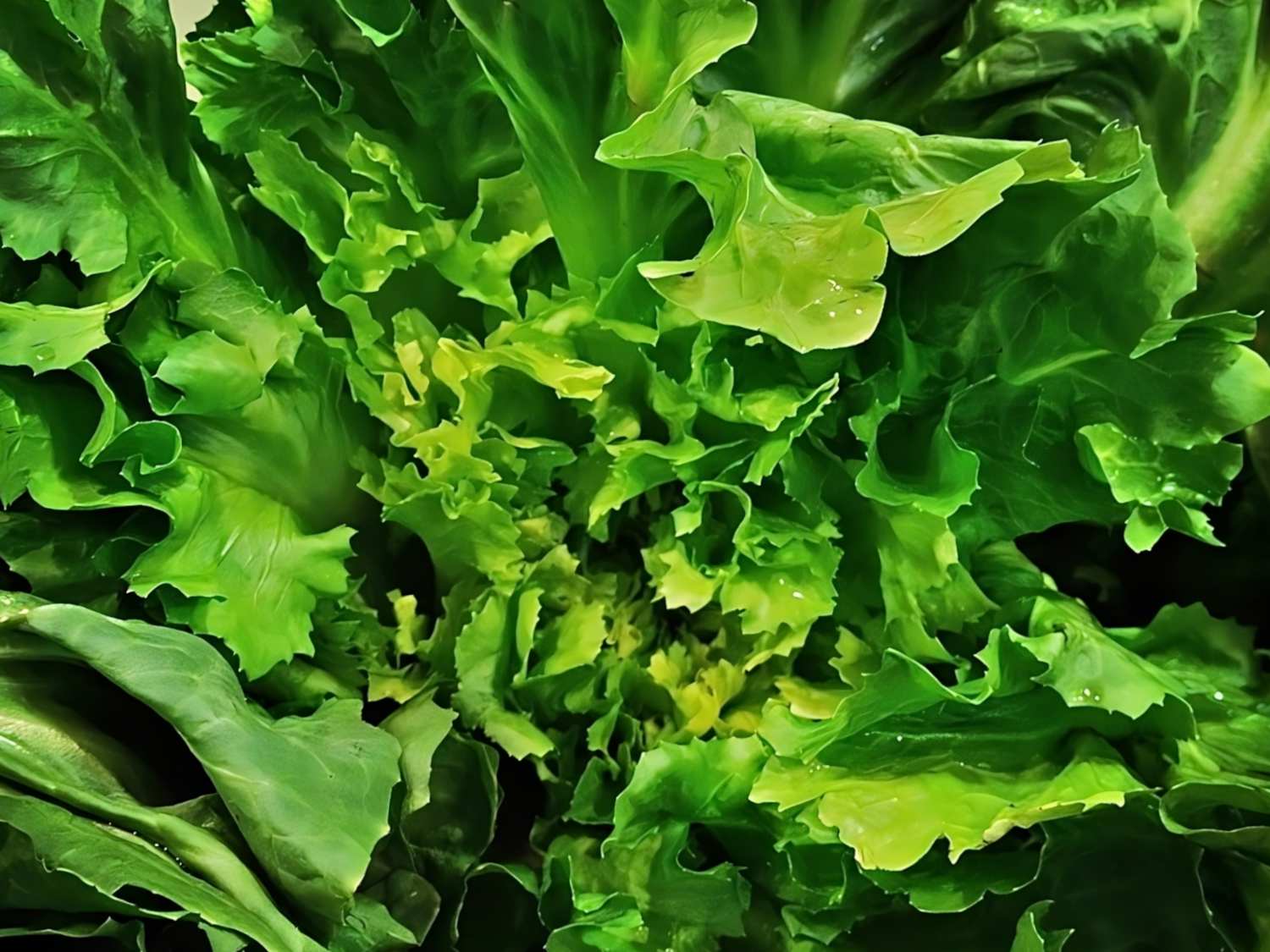 Escarole, chicory