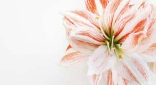 Extend the blooming of your amaryllis flower