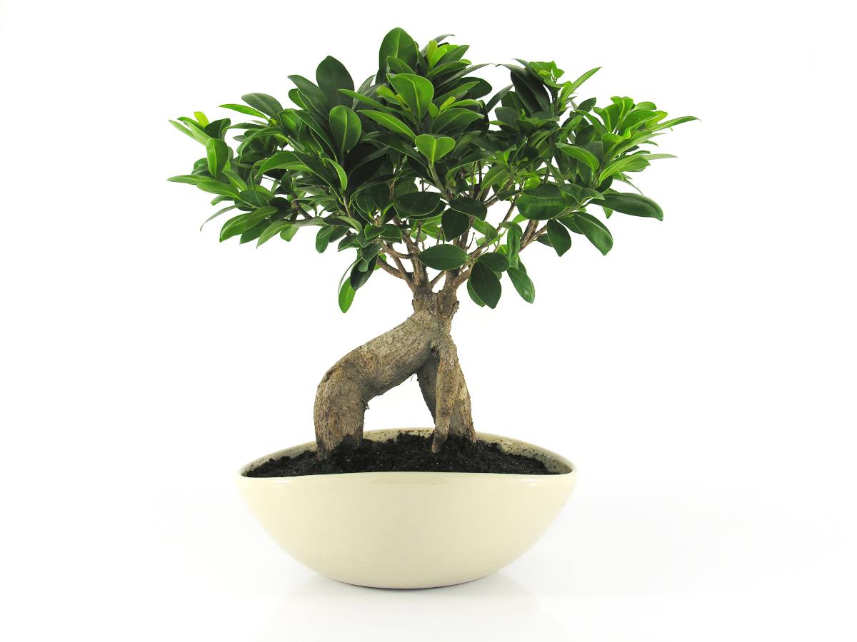 ficus retusa