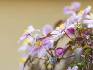 Fragrant clematis and flowers for the garden