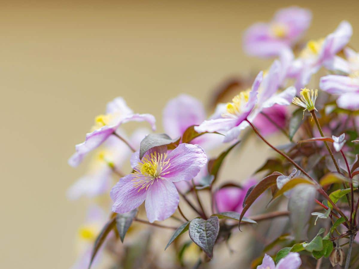 Fragrant plants and flowers for the garden