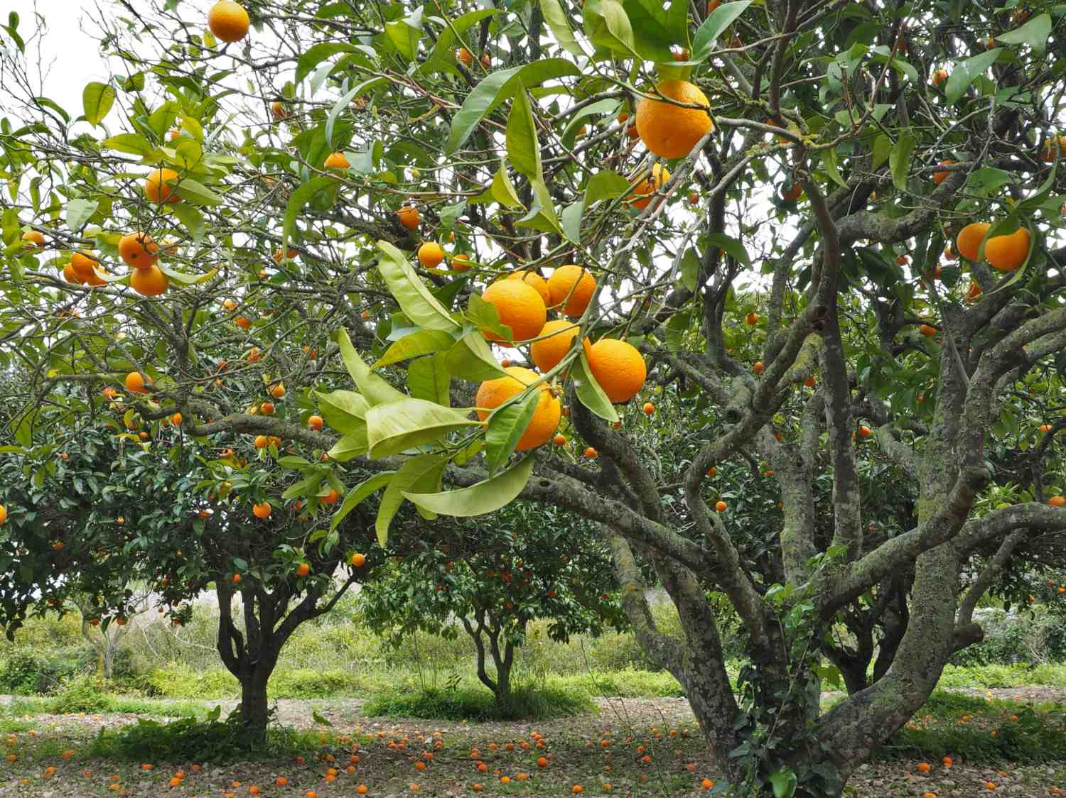Choosing the Right Fruit Trees For Your Climate