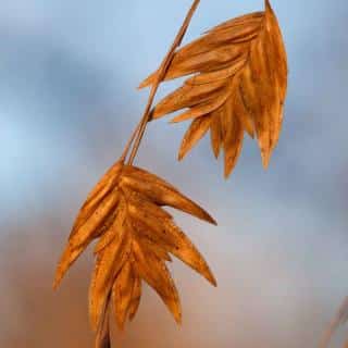 Chasmanthium grasses