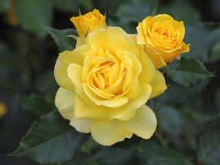 Planting, pruning, care Golden Fashion rose