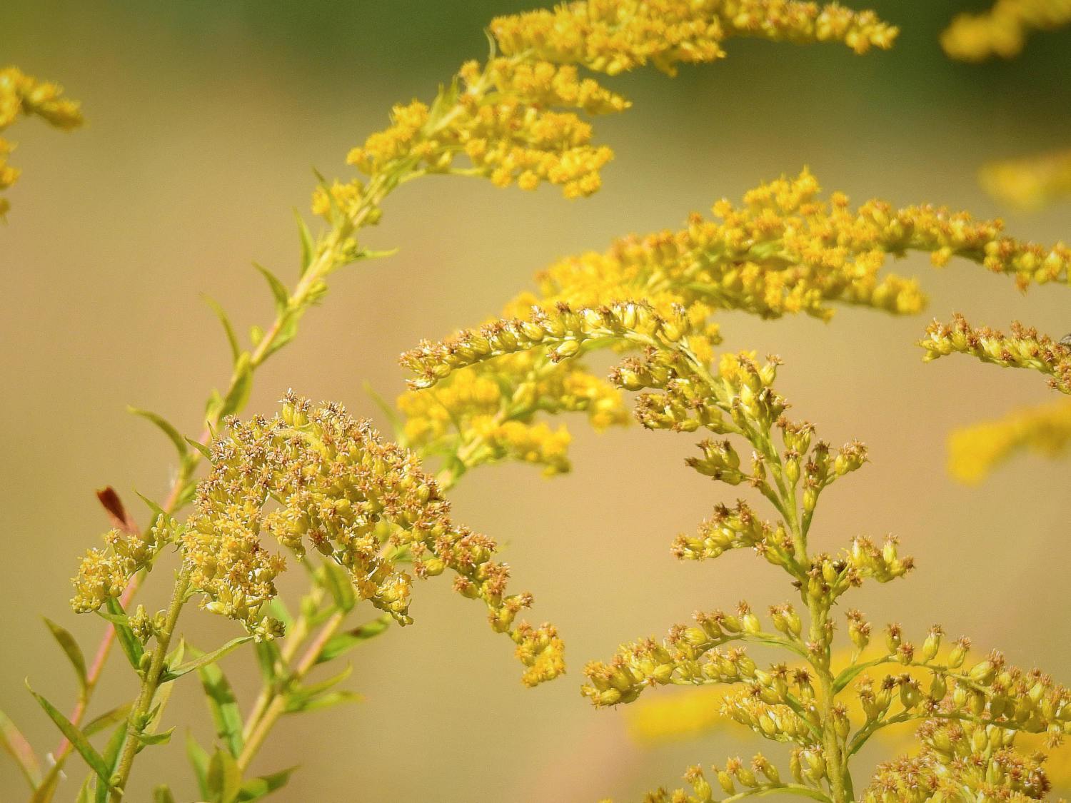 goldenrod solidago health benefits
