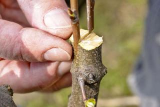 Grafting plant