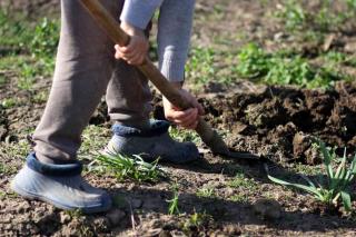 Green manure steps to prepare