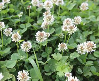 Green manure includes clover