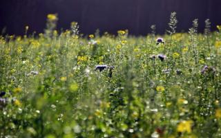 Phacelia and mustard planted as green manure