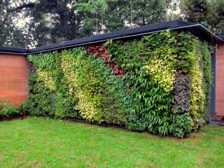 How to make a living plant wall