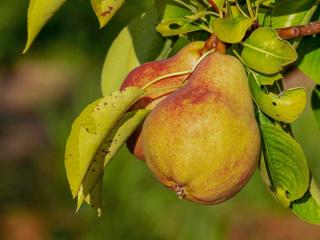 Growing pears for benefits