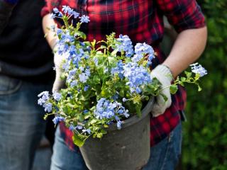 Growing plumbago cuttings