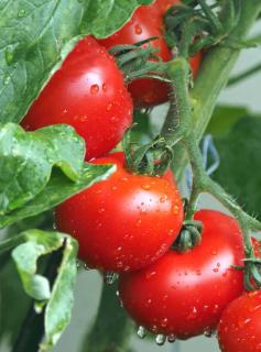 growing tomato