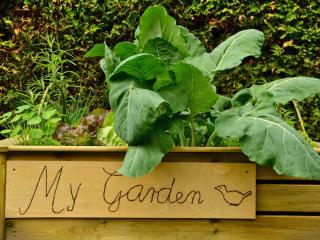 Selection of herbs for planting