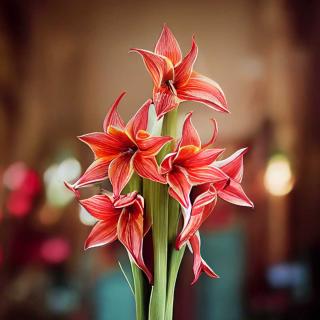 How long do amaryllis flowers last