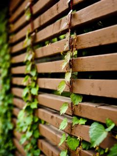 Plant wall ideas