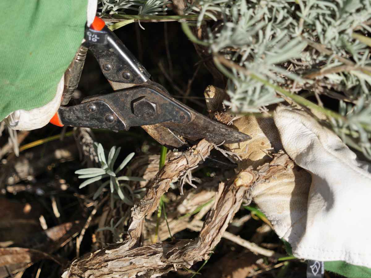 Woody lavender pruning