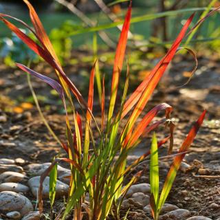 Imperata cylindrica