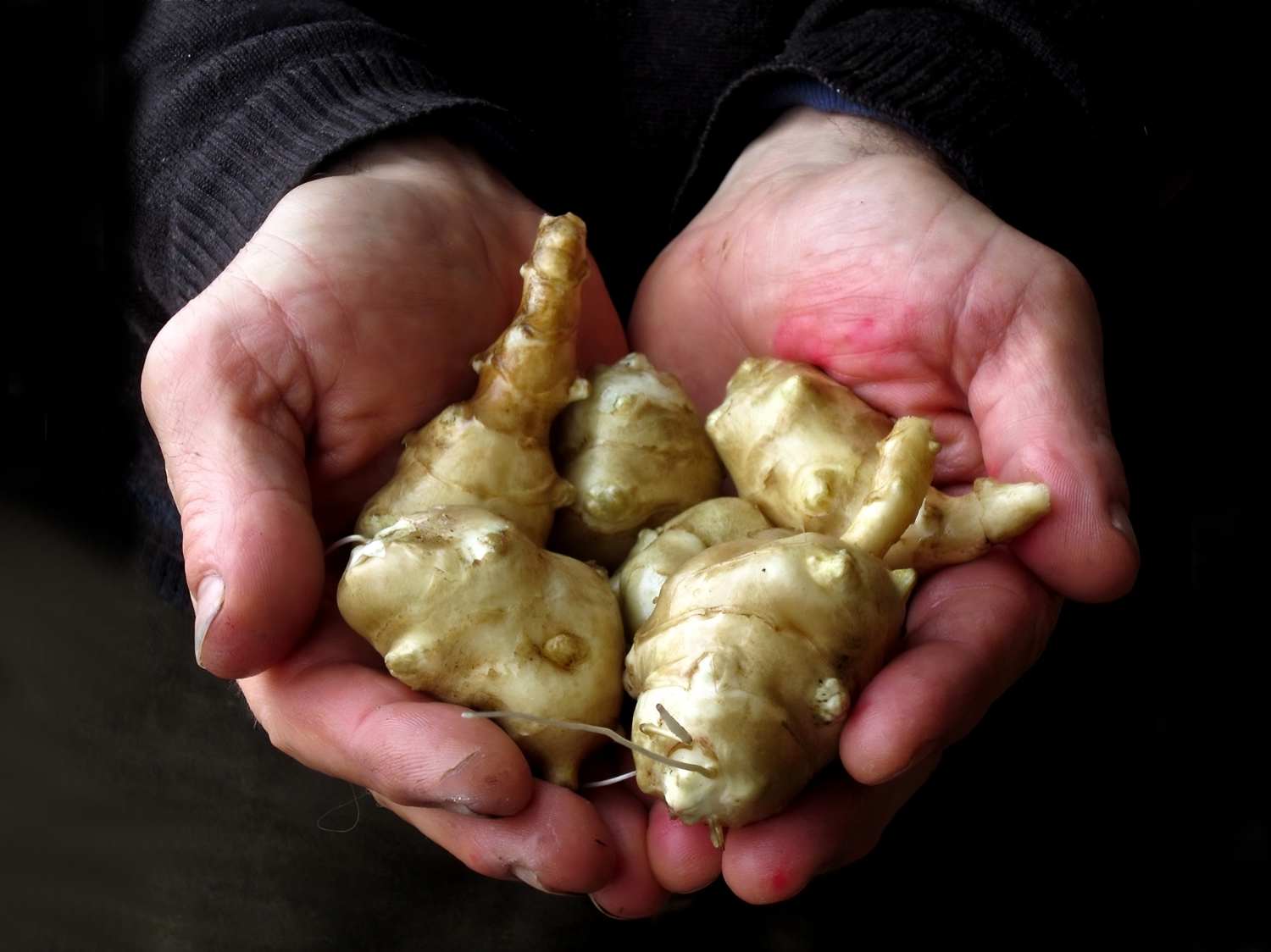 Benefits of Jerusalem artichoke