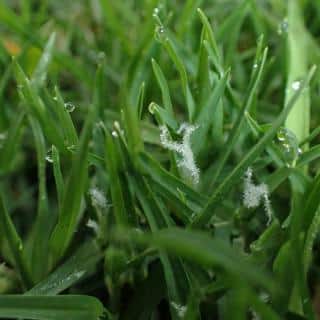 Kikuyu grass