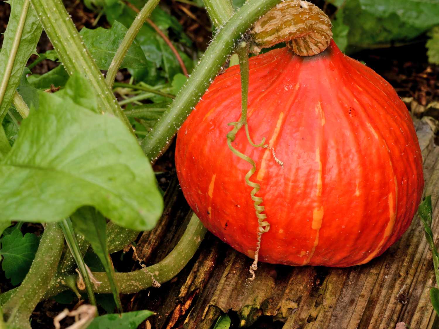 Red kuri squash