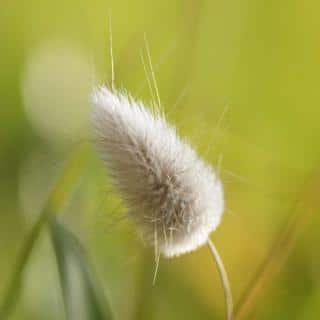 Bunnytail grass