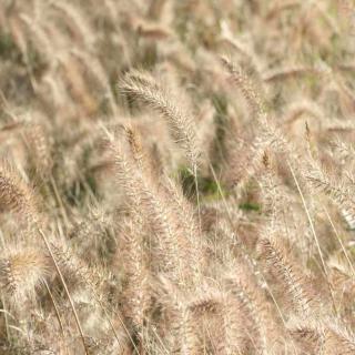 Pennisetum grass