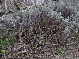 Hard pruning woody lavender