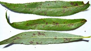 Leaf spot on weeping willow