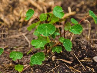 Planting mashua