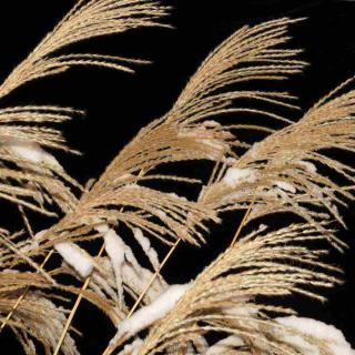 Miscanthus zebra grass