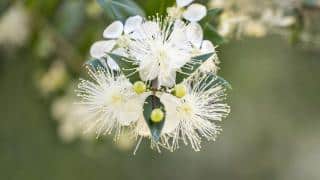Myrtle, a summer blooming shrub