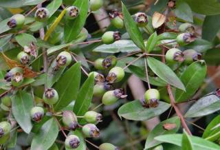 Myrtle propagation