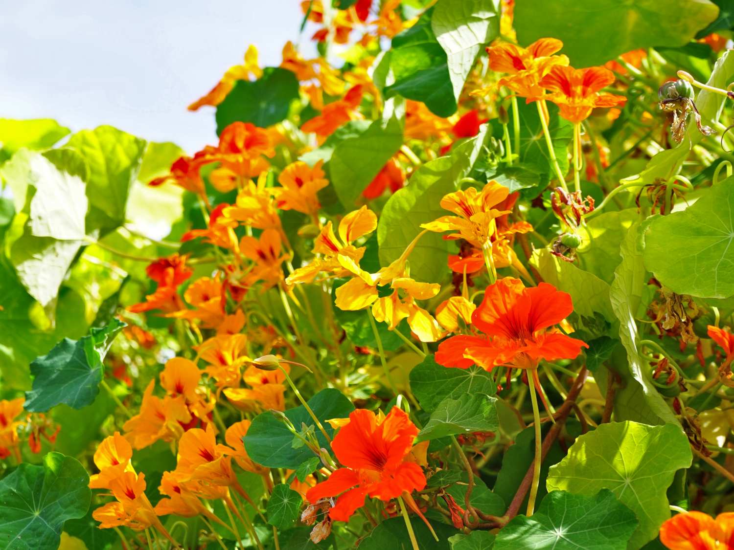 Nasturtium vine