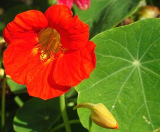 Edible nasturtium flower