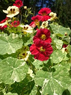 Nasturtium varieties