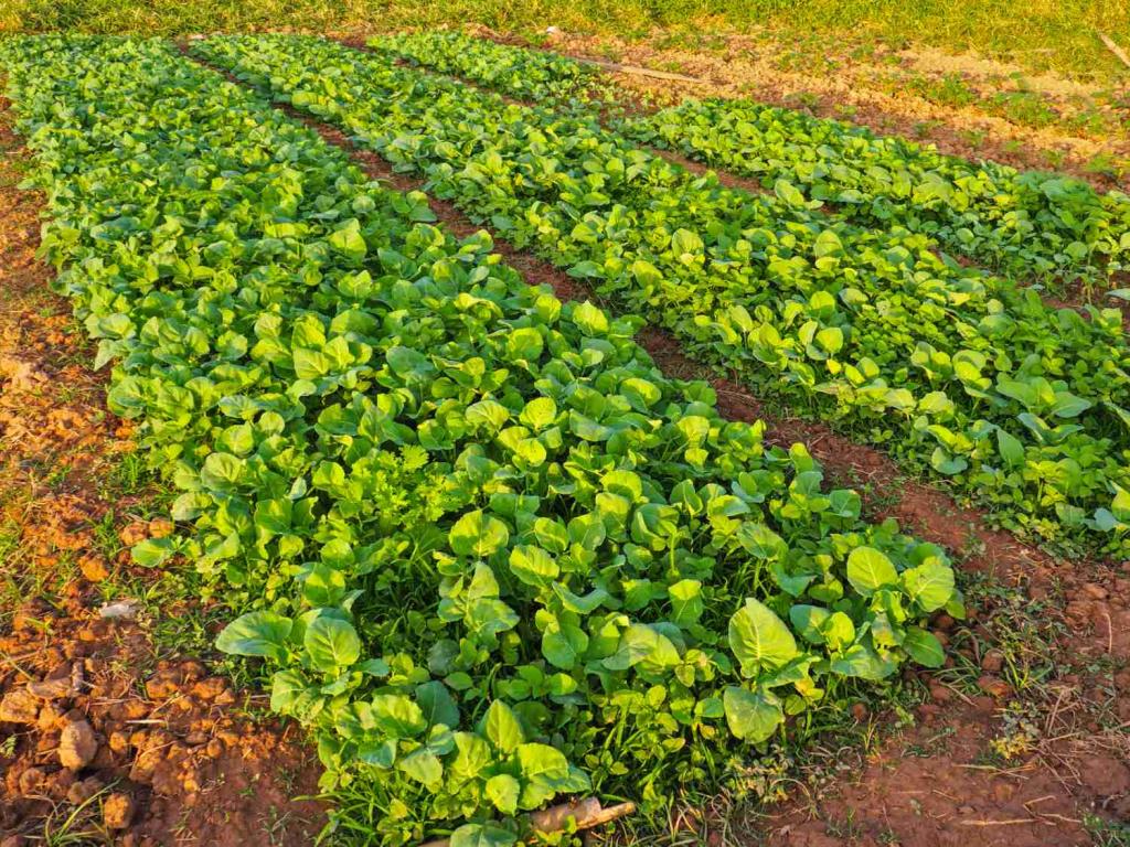 Sowing in a nursery