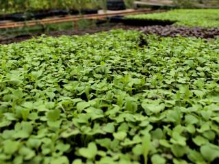 Advantages of a nursery for sowing
